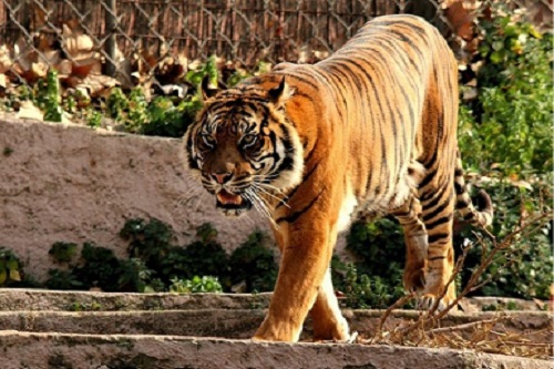 Zoológico de Barcelona - 1 dia