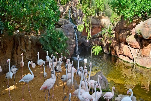 BioParc Fuengirola - 1 dia