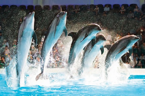 Dolphinarium: Show de Golfinhos e Leões Marinhos - Ingresso 1 dia